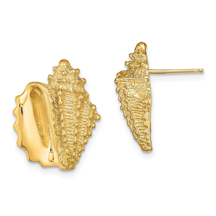 Million Charms 14k Yellow Gold 2-D Conch Shell Post Earrings, 17.62mm x 14mm